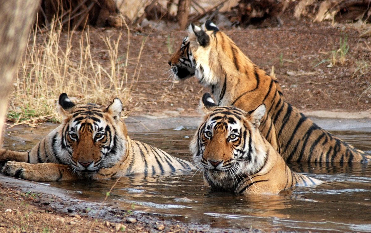 Ranthambore National Park