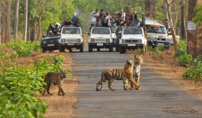 Ranthambore National Park