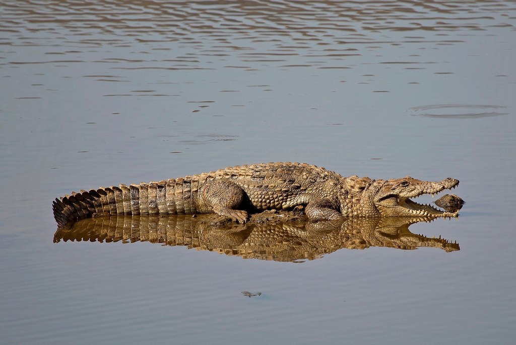 Crocodile at Ranthambore Wildlife