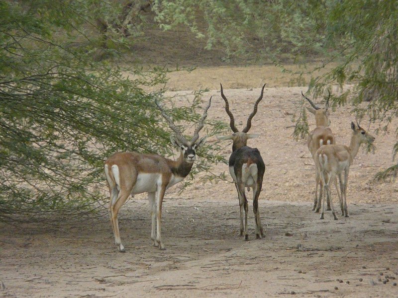 Gajner Wildlife Sanctuary