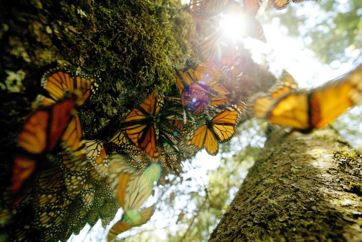 Butterfly Conservatory in Goa