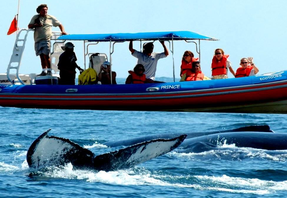 Dophin Cruise in Goa