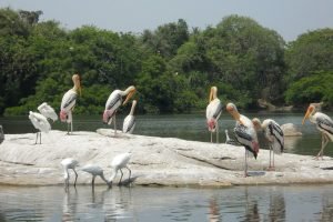 Kumarakom Bird Sanctuary