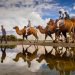 Ladakh Camel Safari