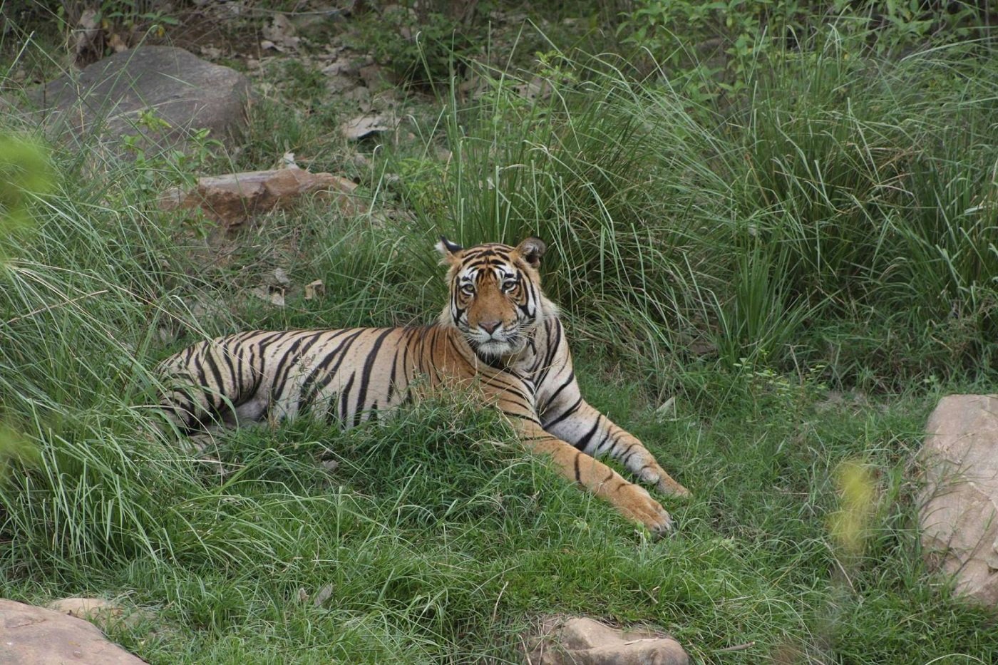 Sariska Tiger Reserve